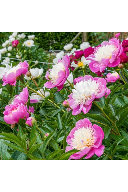 Квітуча півонія Bowl of Beauty: естетичне поєднання ніжності й краси.